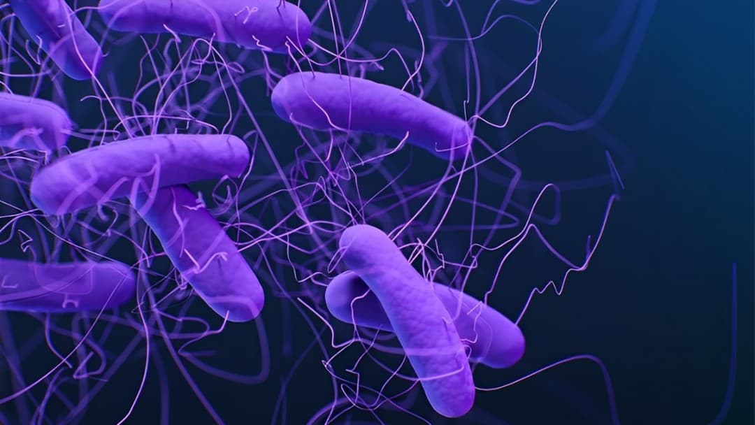 Acurx Moves Forward With Phase 3 Trials For Ibezapolstat In C. difficil According To FDA And EMA Updates