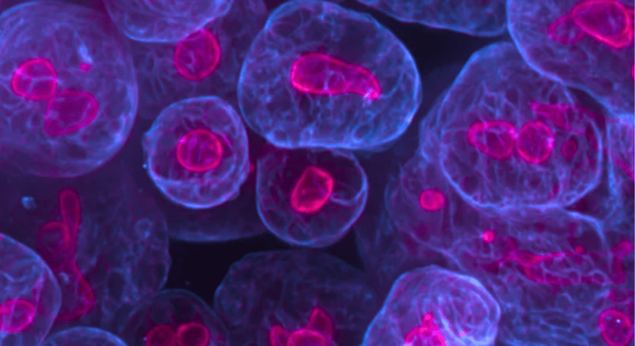 Charles River Highlights 3D Tumoroids, AI, and Humanised Mice In Expanded Cancer Research Portfolio