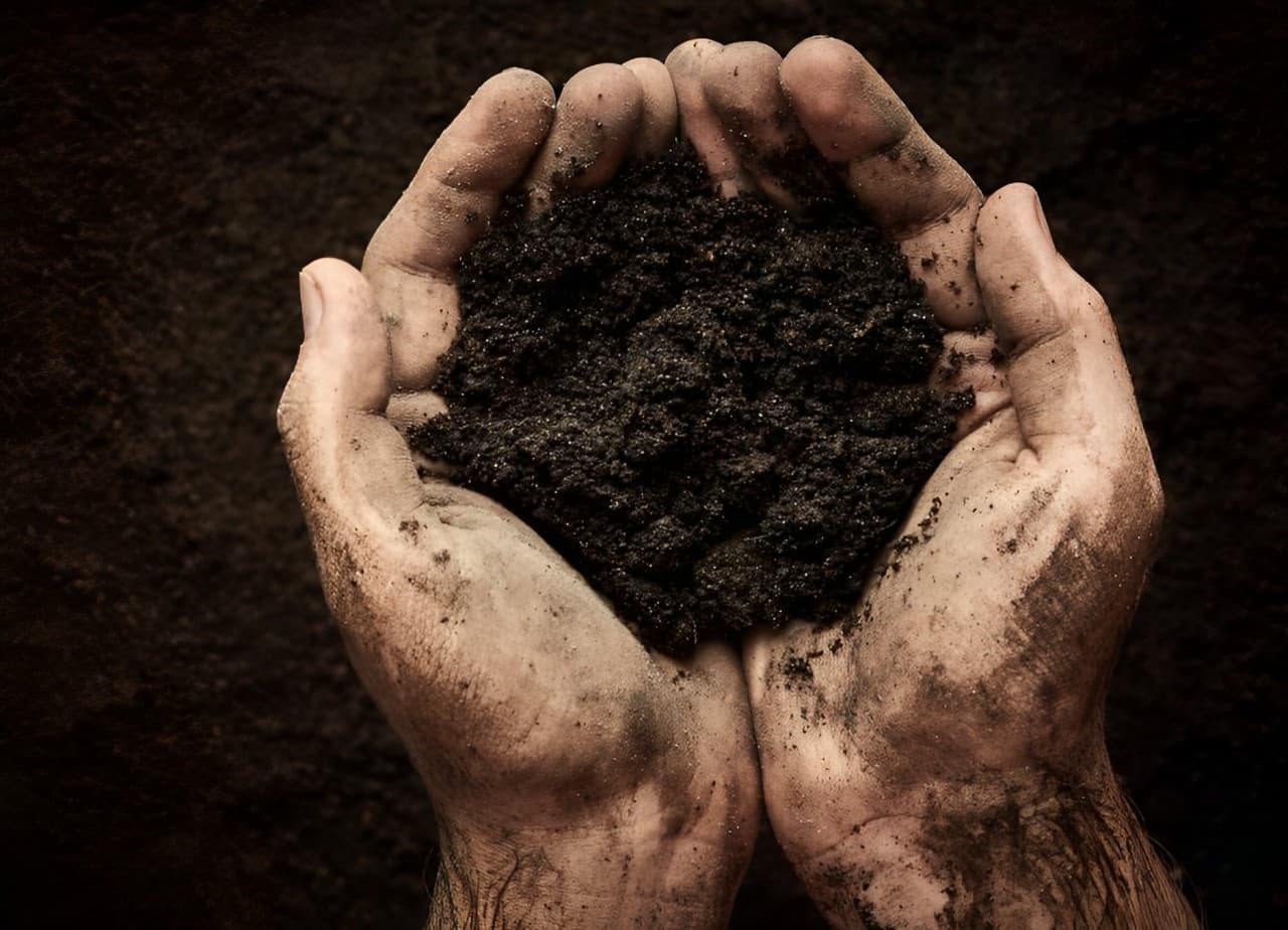 Soil Infection Linked to Monkey Deaths in Hong Kong – Officials Report