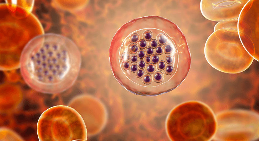 Roche Cobas Malaria Test Gets FDA Approval For Donor Screening